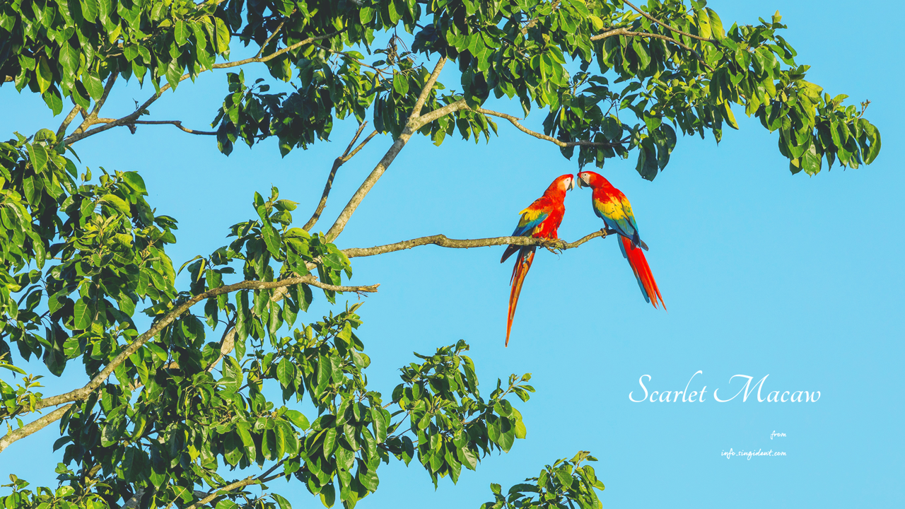 09 나무 위의 스칼렛 마카우 한쌍 C - Scarlet Macaw 코스타리카배경화면