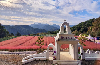 허브아일랜드 핑크뮬리