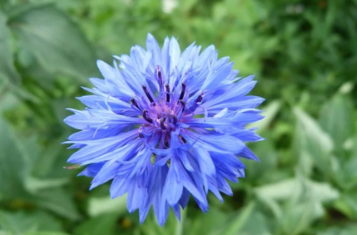 가을에 피는 꽃 수레국화