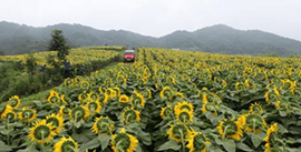 강주 해바라기 축제