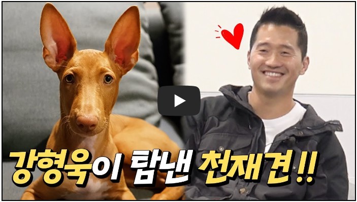 강아지 유튜버 순위 TOP 10 8