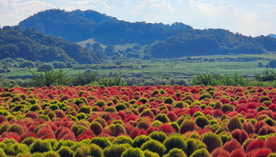 연천 댑싸리 공원 사진