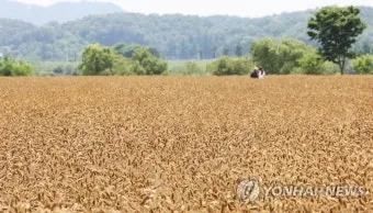 보리 재배 월동 관리 파종 밀도 웃자람 방지_7