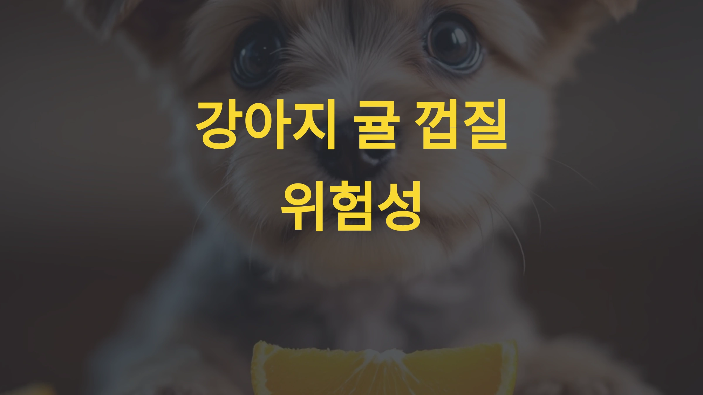 강아지가 귤 껍질을 먹으면 생길 수 있는 문제