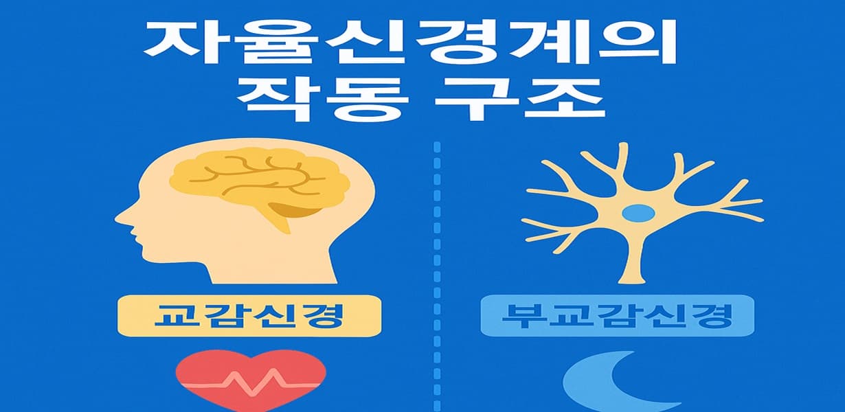 “자율신경계의 작동 구조를 설명한 인포그래픽 이미지”