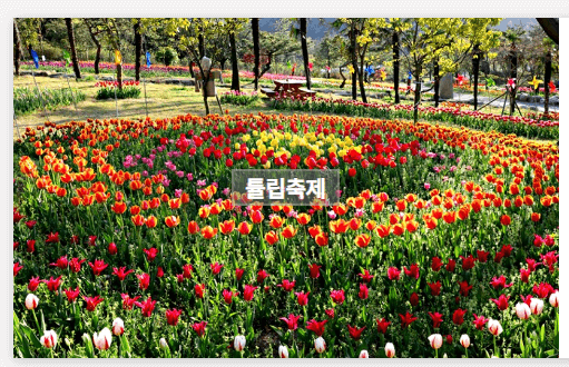 장흥 하늘빛수목정원 튤립축제