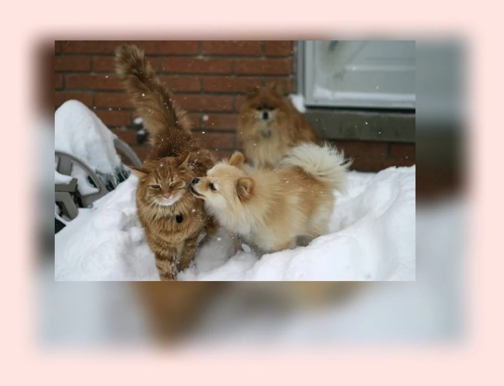 고양이 애정표현_3_subsection