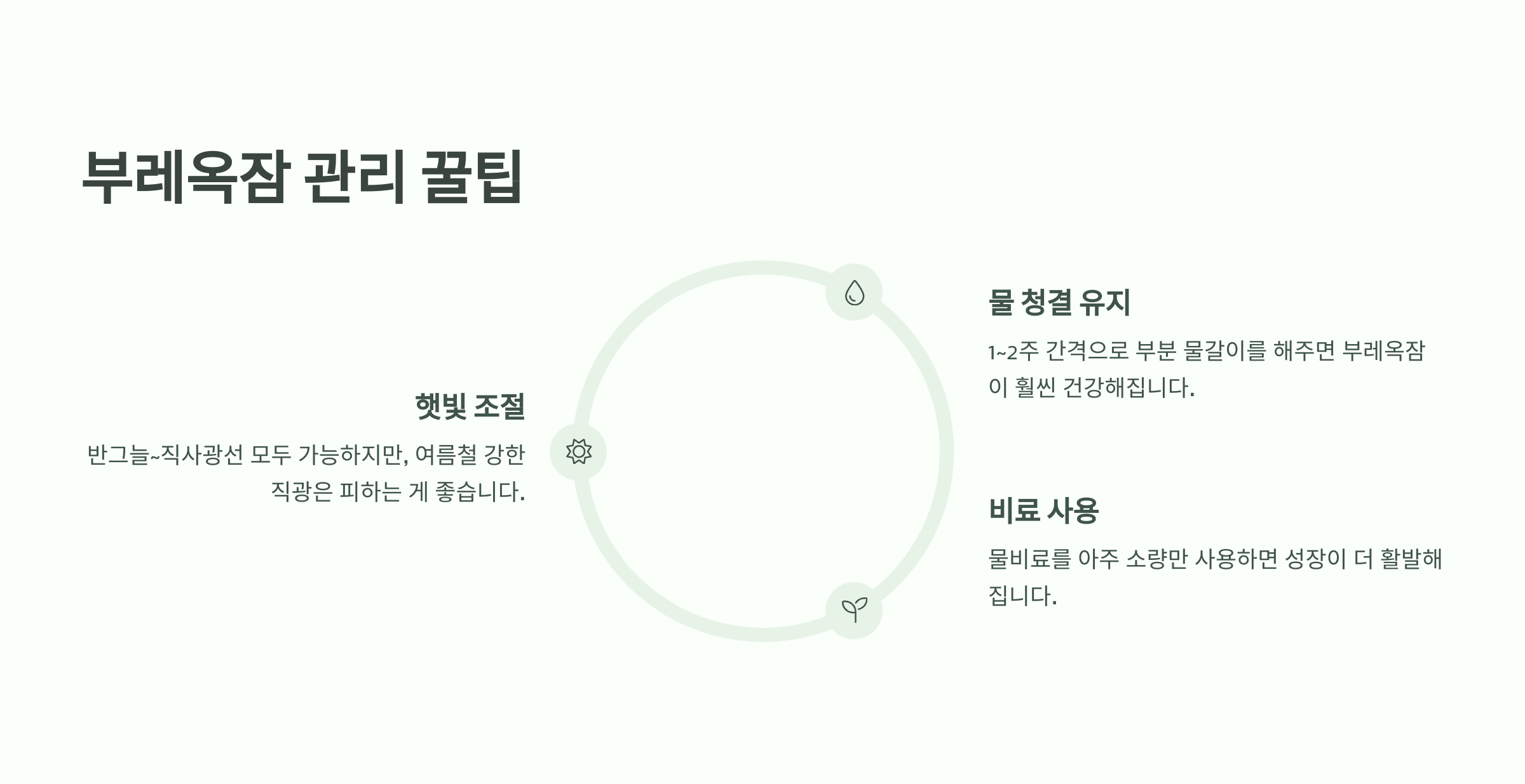 부레옥잠