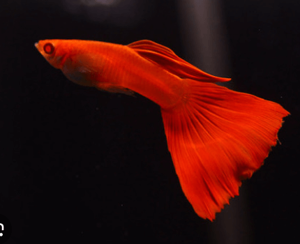 구피를 잘 키우기 위한 최적의 사육환경