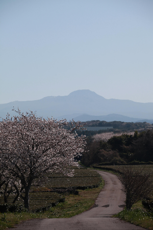 제주숨은벚꽃명소