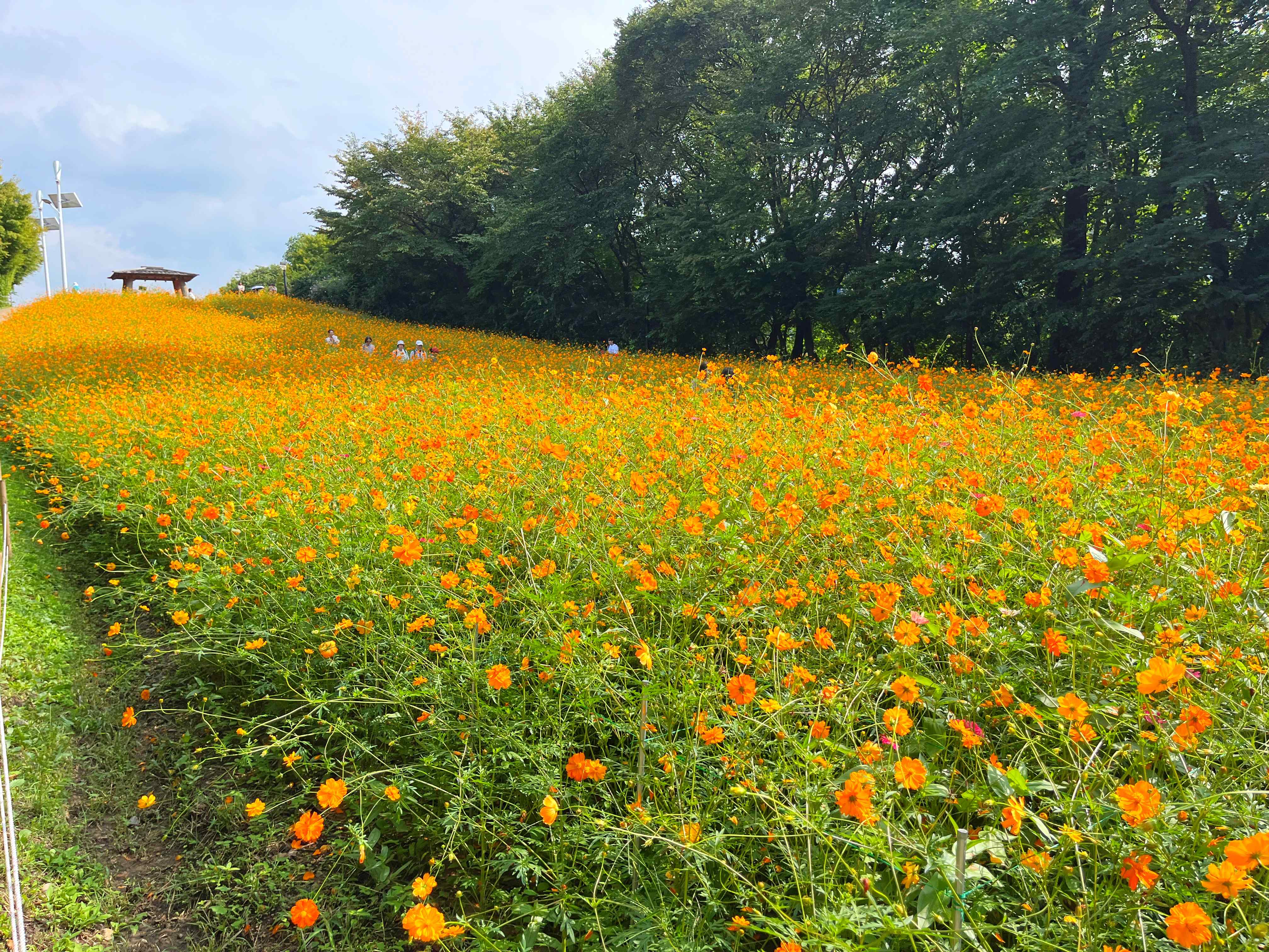 올림픽공원 황화코스모스