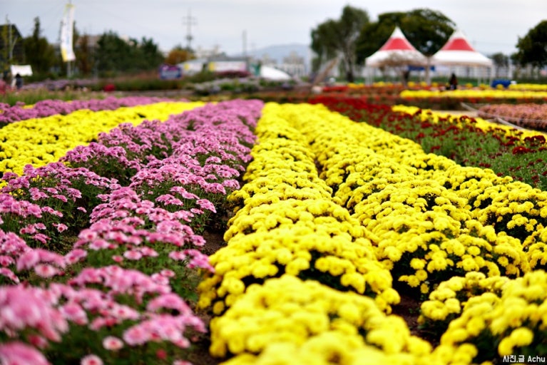 전국 국화축제 12곳 총정리 &mdash; 가을 감성 여행지 일정 한눈에 보기! 관련 사진