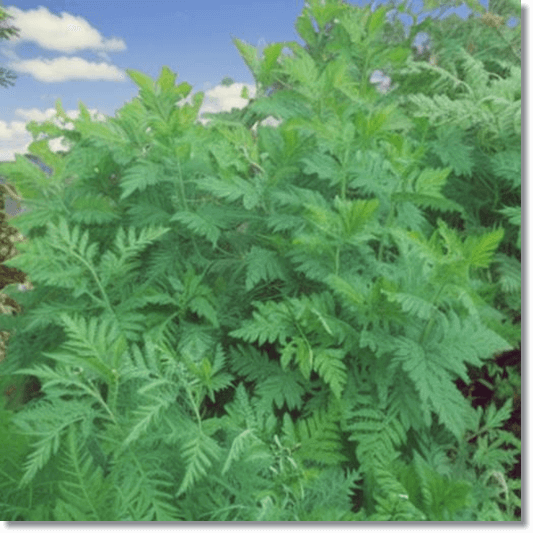 인진쑥 효능과 활성 성분 먹는 법과 부작용