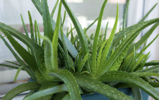 역류성 식도염에 좋은 음식 나쁜 음식 총정리