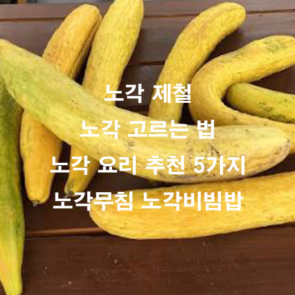 노각 제철 노각 고르는 법 노각 요리 추천 5가지 노각무침 노각비빔밥