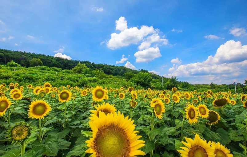 2026 합천 반값여행 지원신청 방법 조건 확인하기 여행코스 추천