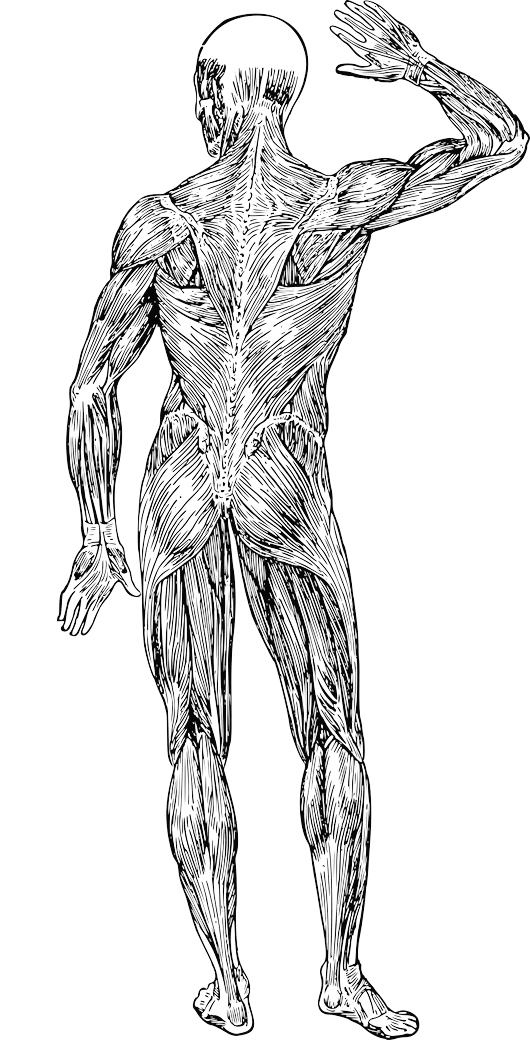 등의 근육 back muscles