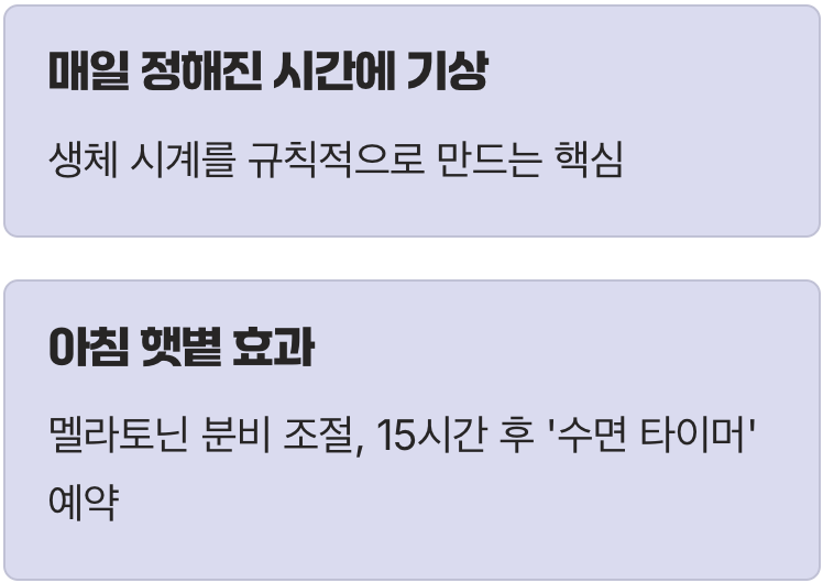 아침 햇살, 최고의 '수면제'이자 '알람'