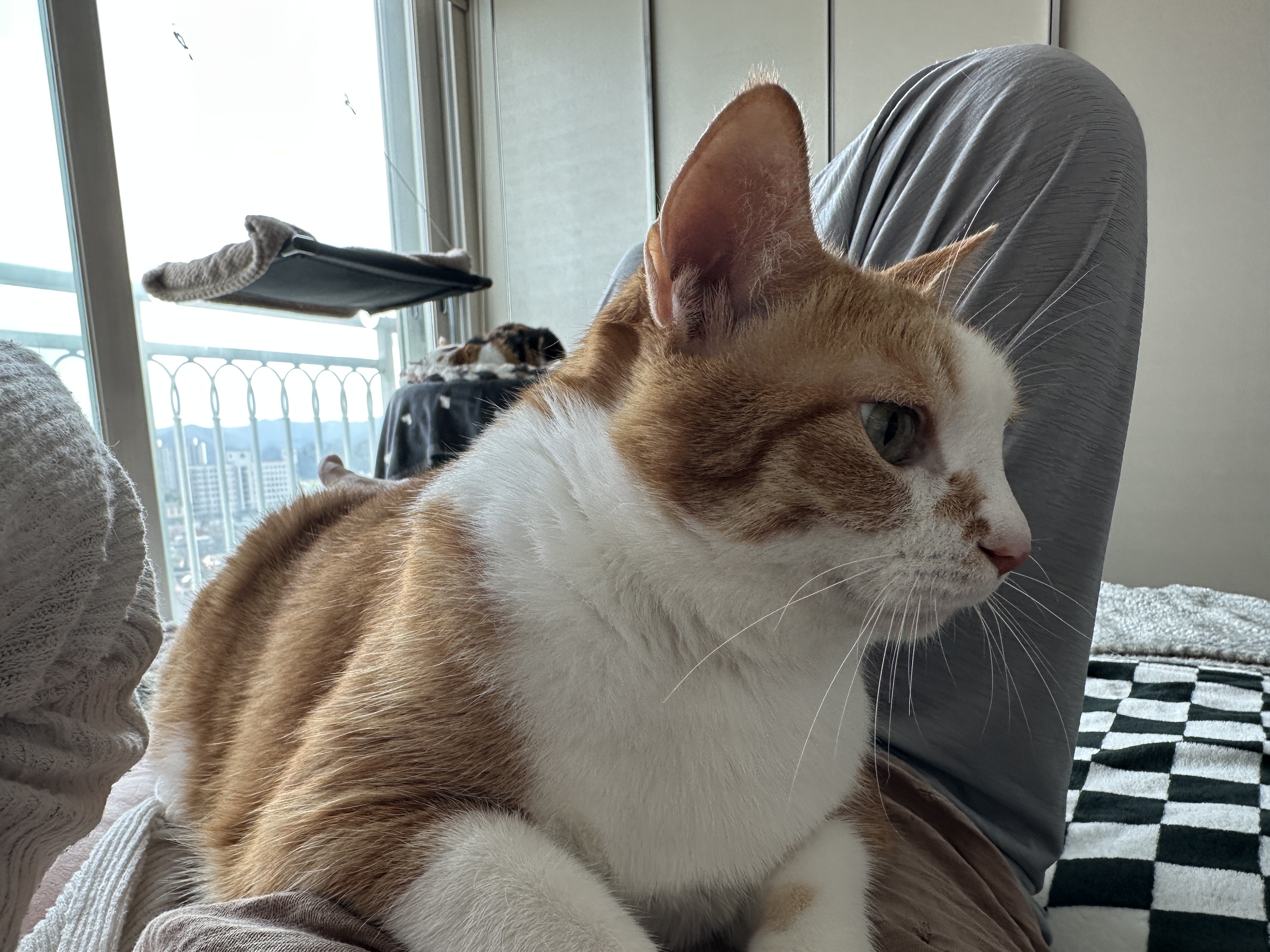 엄마_배_위로_올라와서_엄마한테_애교부리는_호야_1