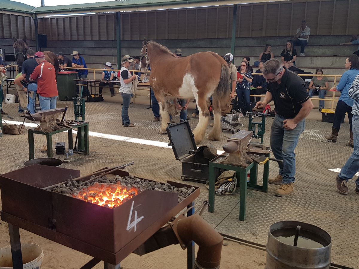 에카의 말굽갈기 대회