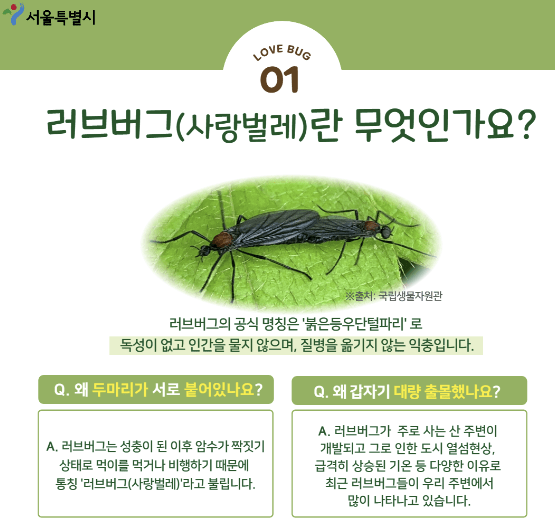 러브버그 방역방법 관련사진2