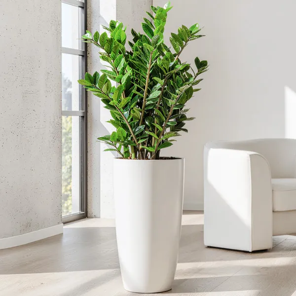 금전수 물주기 과습예방 배수층 만들기 흙선택 시니어도 편한 관리_7