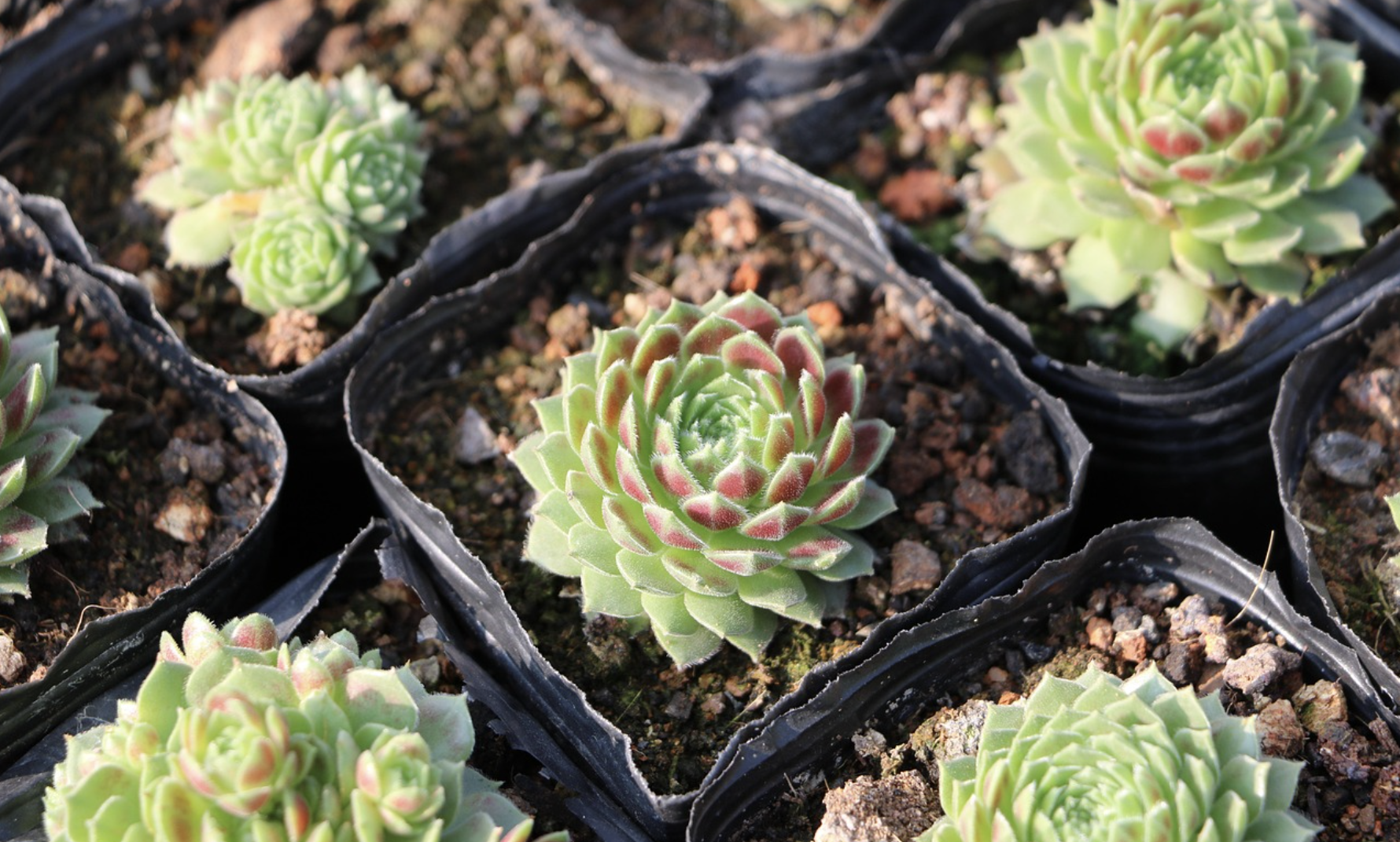 초보자를 위한 다육식물 키우는 법 (다육식물 종류, 키우는 방법, 관리 팁)