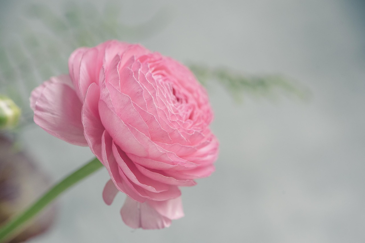 분홍색 라넌큘러스