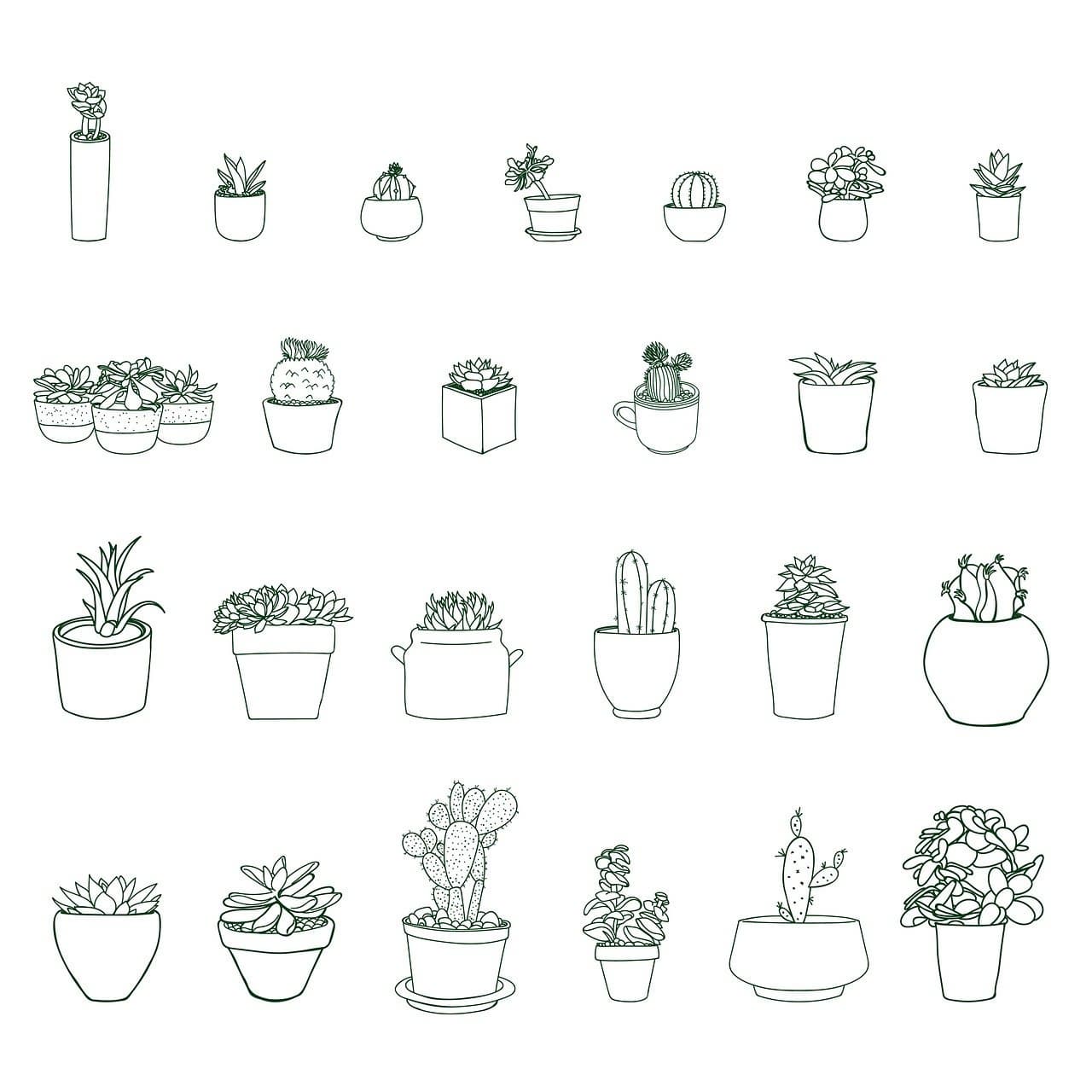 식물 성장 단계별 관리법: 발아, 영양 성장, 개화기 맞춤 팁