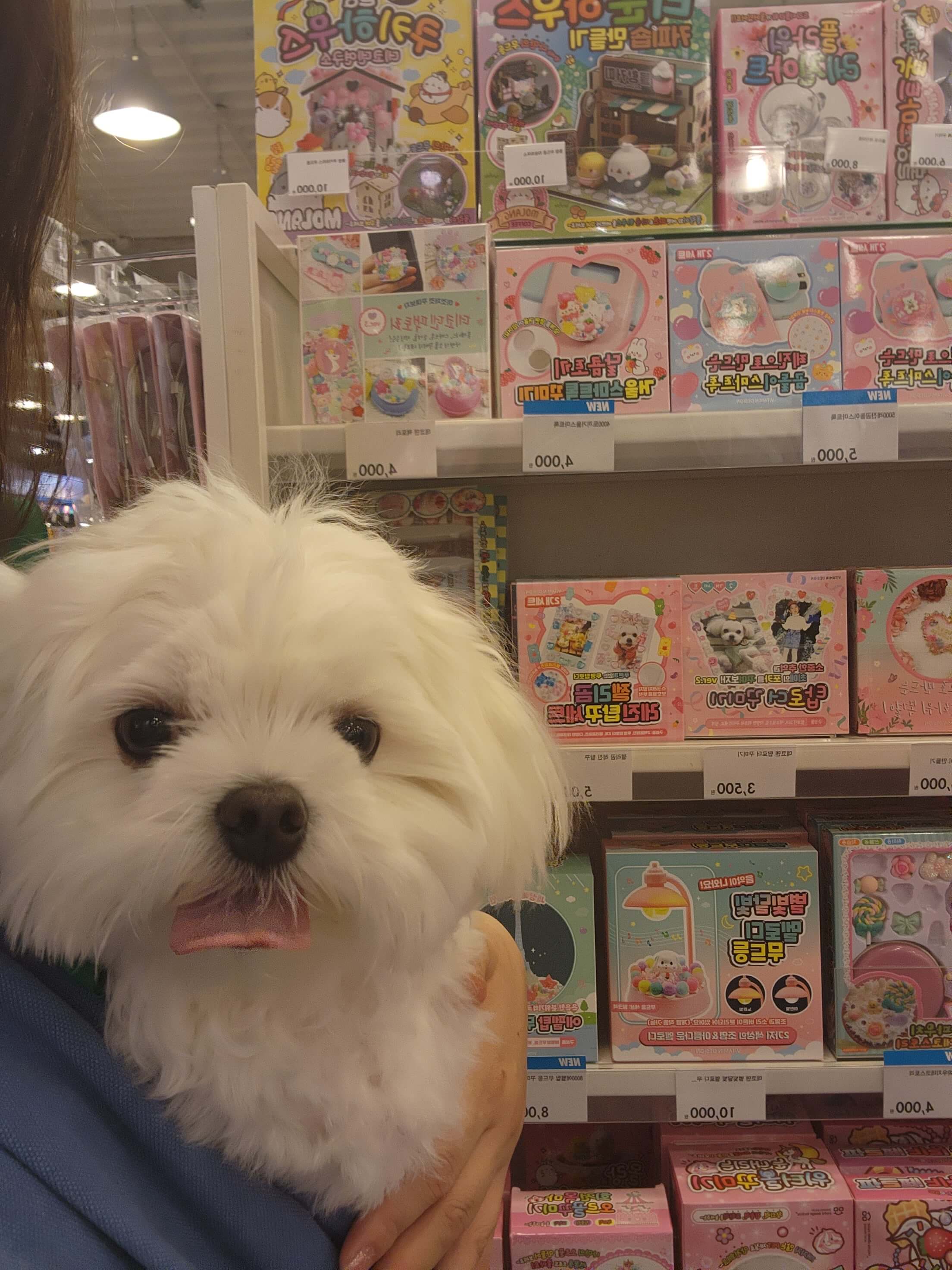 전주 애견동반 갈만한곳 객사길