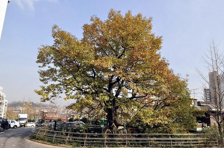 신림동 굴참나무 이미지