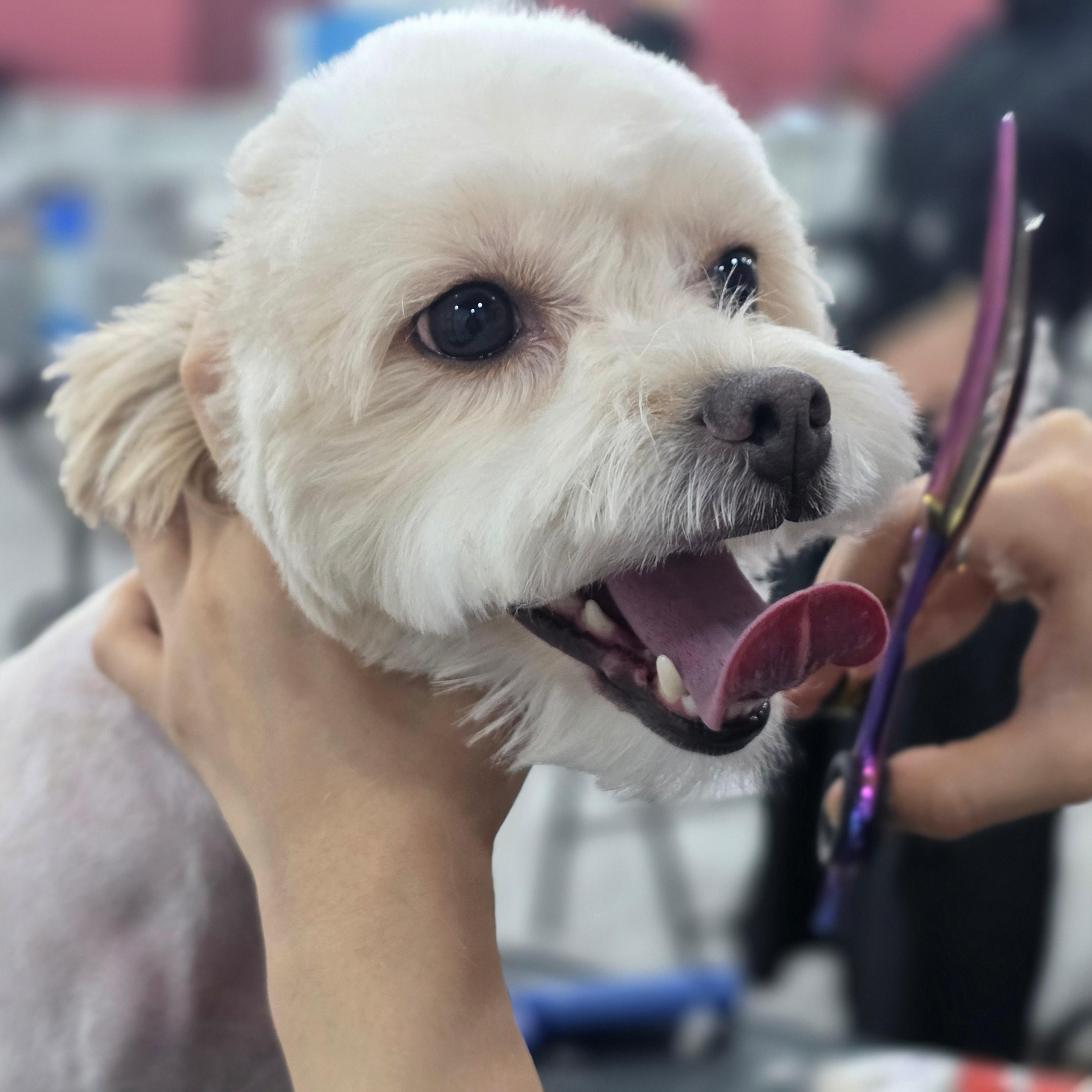 거제애견미용자격증