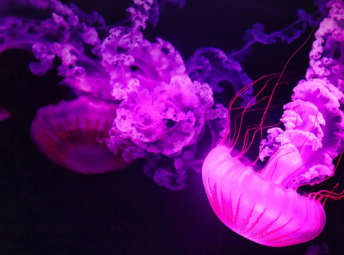 옥토넛과 자이언트 해파리