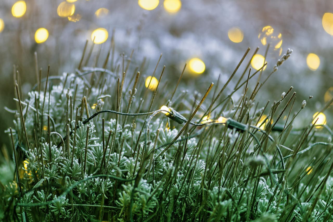 발광 식물을 통한 식물-미생물 상호작용 시각화: 합성 생물학을 활용한 새로운 연구 접근법