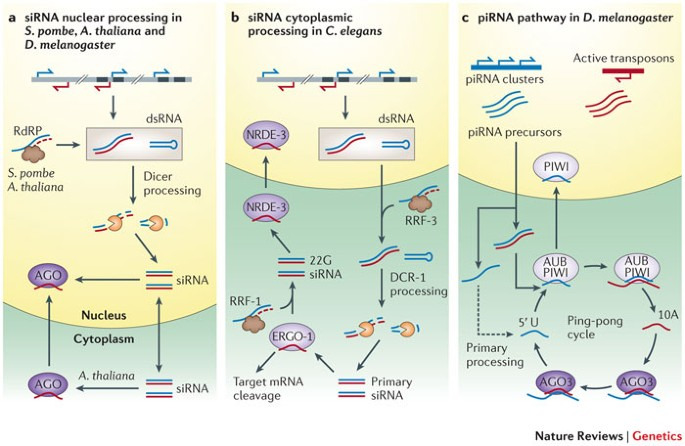 RNA interference