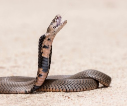 뱀 꿈해몽, 뱀꿈의해석