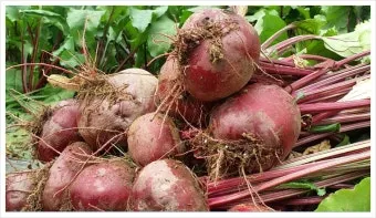 비트 재배 씨앗 불리기 발아 촉진 솎아 내기_7