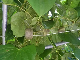 마 재배 지지대 설치 덩이 비대 관리 수확 요령_10