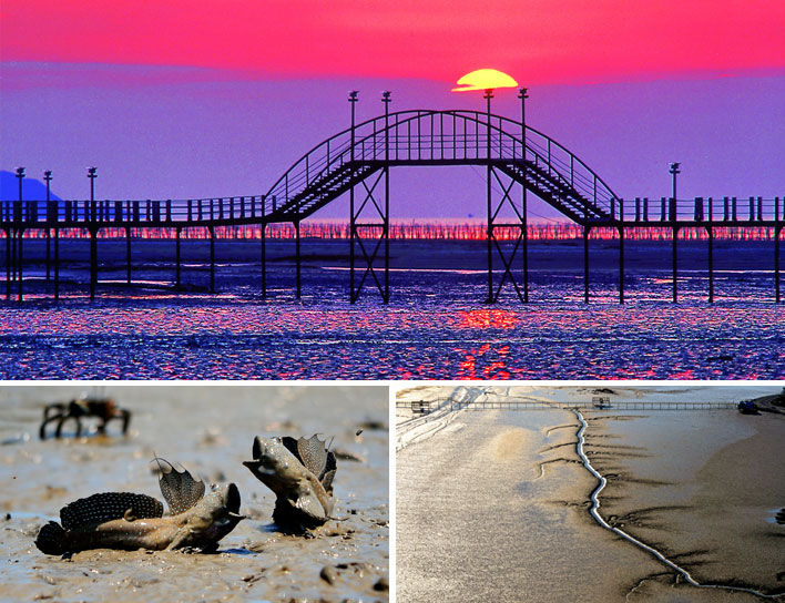 증도 짱뚱어 다리 사진