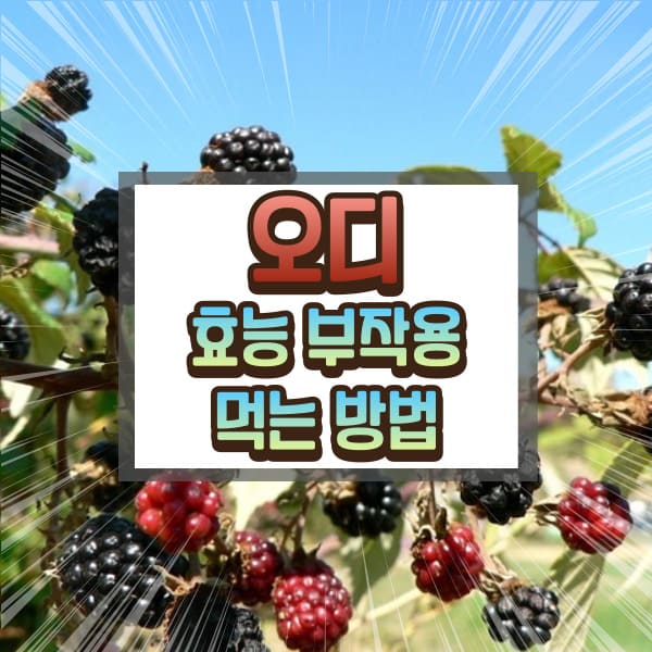 오디 효능 부작용 먹는 방법에 대하여