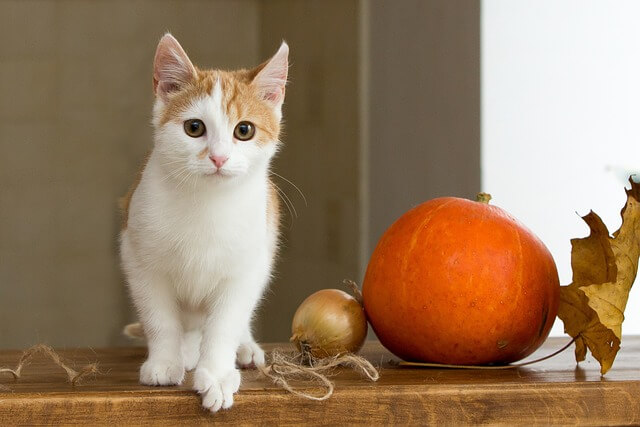 고양이꿈&amp;#44; 고양이 나오는 꿈&amp;#44; 고양이꿈해몽&amp;#44; 고양이 나오는 꿈해몽 흉몽?