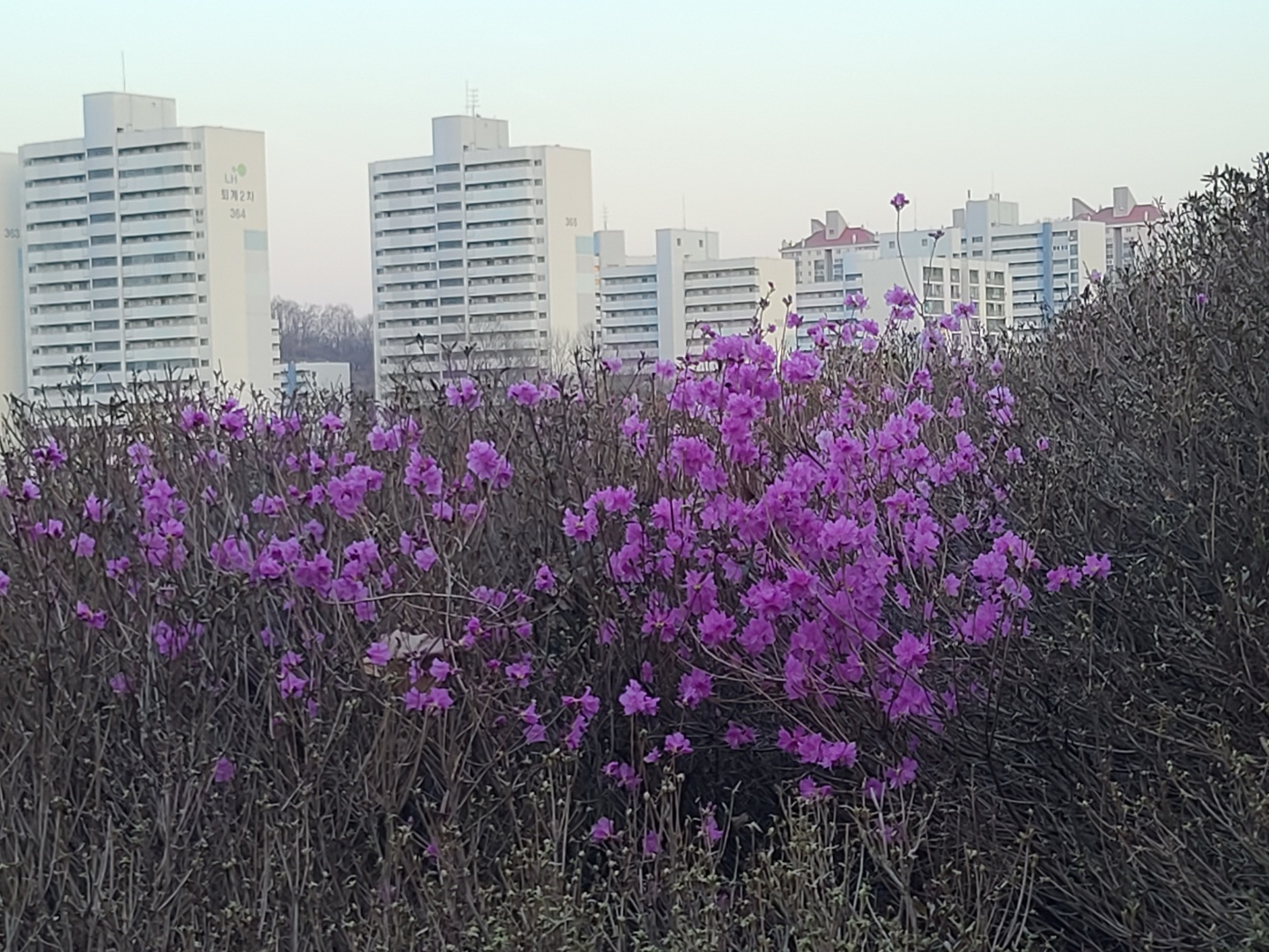 철쭉동산에서 철쭉 속 피어난 진달래꽃