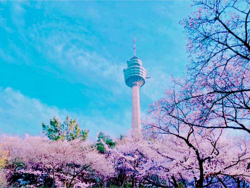  봄꽃 축제로 유명한 곳 - 대구 이월드 블라썸 피크닉 
