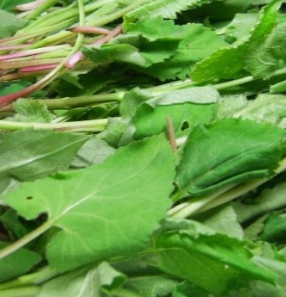 취나물 효능 부작용 칼로리 고르는법