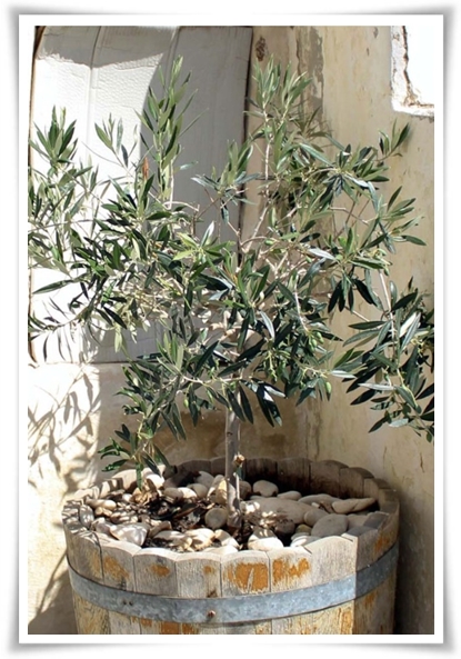 "올리브나무 키우기" 집에서 즐기는 지중해의 향기 정원!