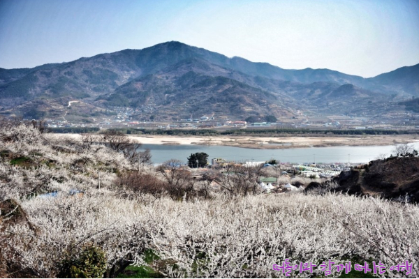 광양 매화마을(1)