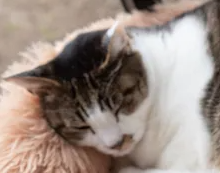 고양이에 기생하는 조충