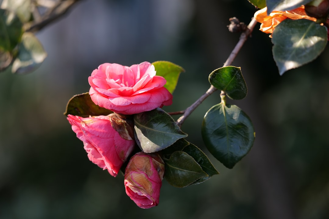 Camellia.