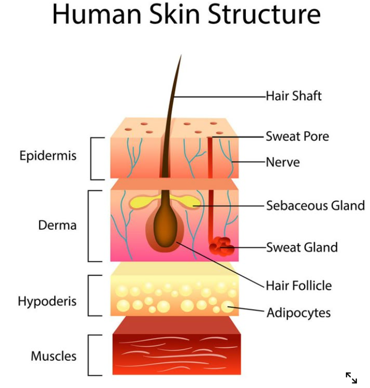 피부의-구조
