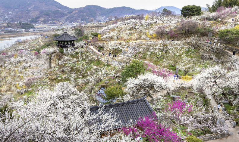 2025 전국 매화꽃 개화시기 및 축제일정 주차안내